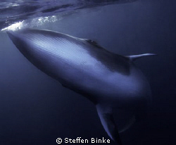 Minke Whale by Steffen Binke 